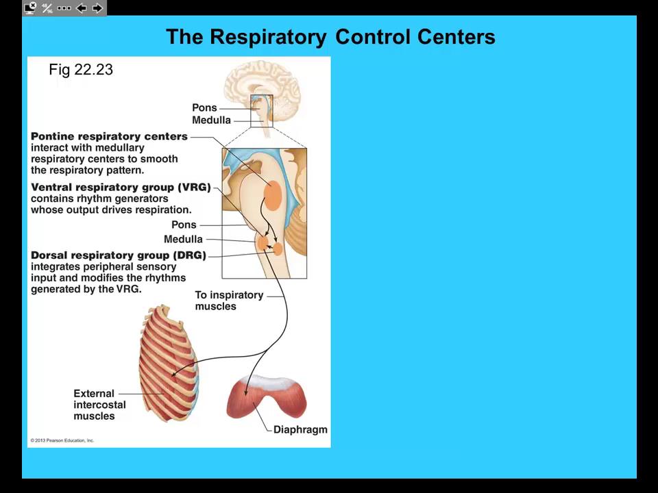 AP2 314 Respiratory Control Centers in Brain Stem 10 min