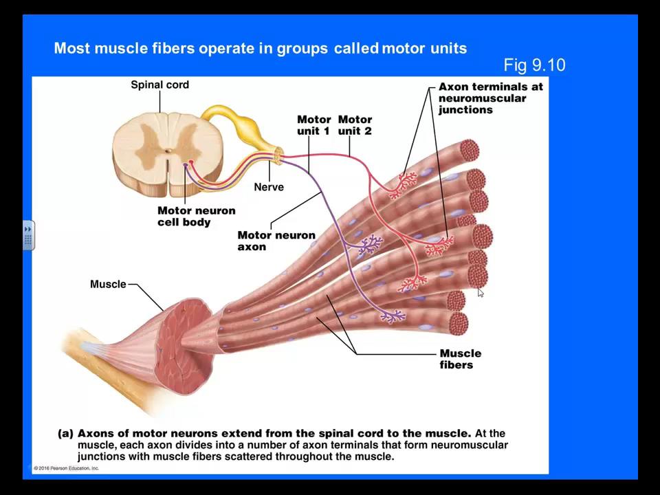 AP1 3-05 Physiology of Skeletal Muscle Contraction 36 min