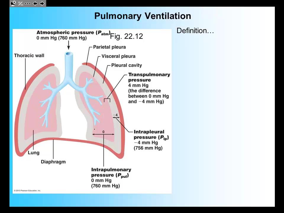 AP2 3-03 Pulmonary Ventilation: Boyle's law, Inspiration, Expiration 20 min